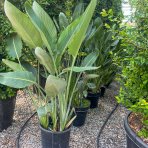 Strelícia kráľovská (Strelitzia Reginae) – výška 110-130 cm, kont. C35L